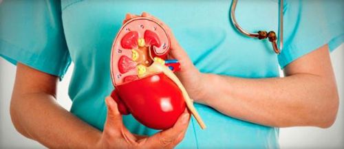 Строение почки