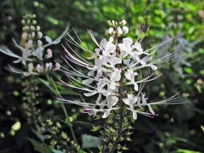 Цветки ортосифона