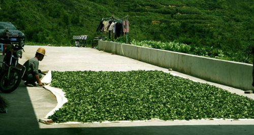 Завяливание листьев чая на солнце