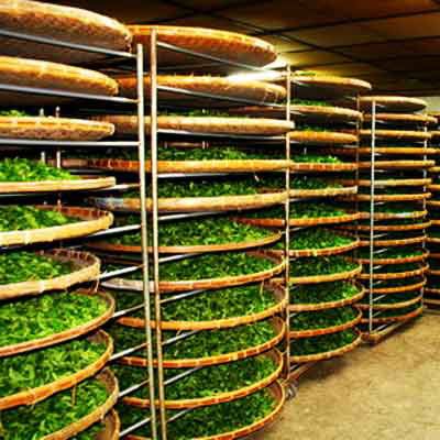 Ферментация чая