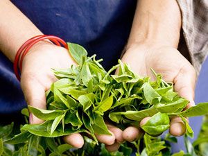 Листья чайного куста