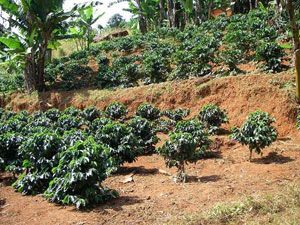 Кофейные кустарники