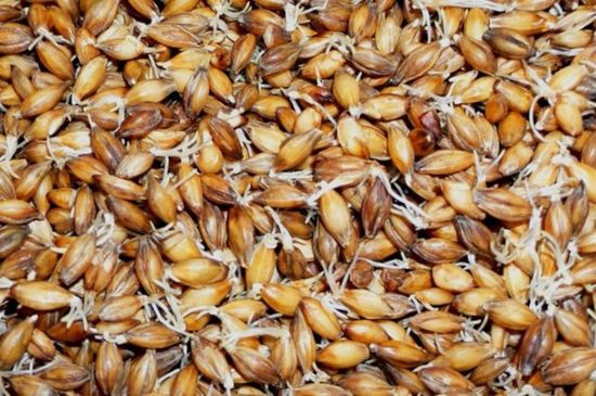 Пророщенные зерна ячменя