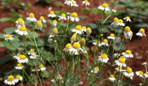 Аптечная ромашка