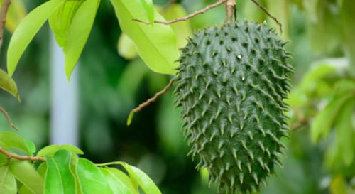 Плод саусеп