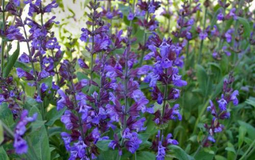 Шалфей лекарственный