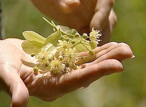 Липовый цвет