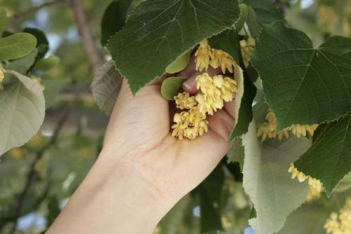 Сбор липового цвета