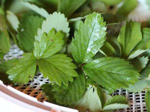 Земляничные листья