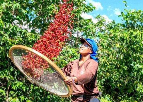 Колумбийская арабика