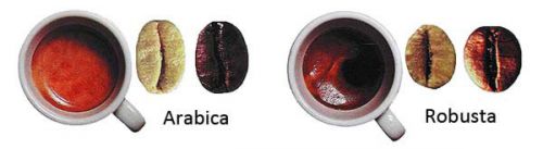 Зерна арабики и робусты