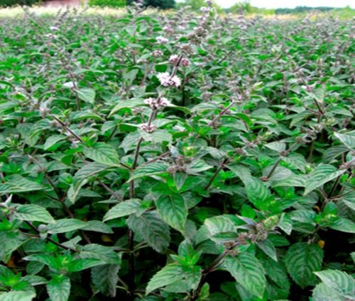 Растение мята