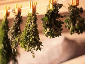 Заготовленная мята