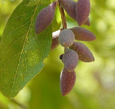 Терминалия хебула