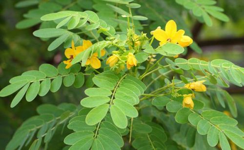 Растение сенна