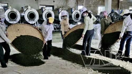 Подготовка чая к фасовке