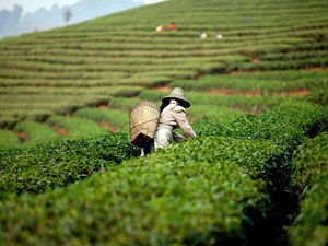 Кофейная плантация