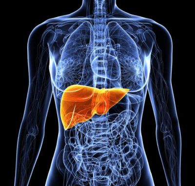Печень человека