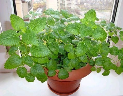 Мелисса на окне в горшке