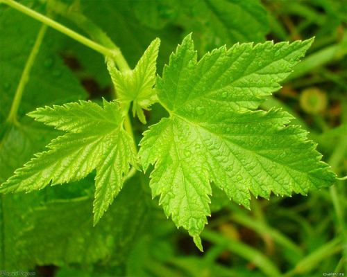 Лист смородины