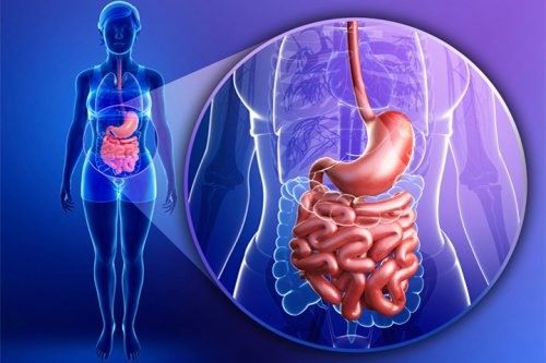 Органы пищеварения