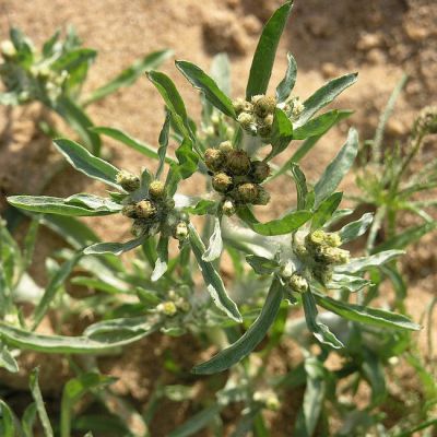 Сушеница топяная