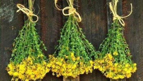 Сушка зверобоя