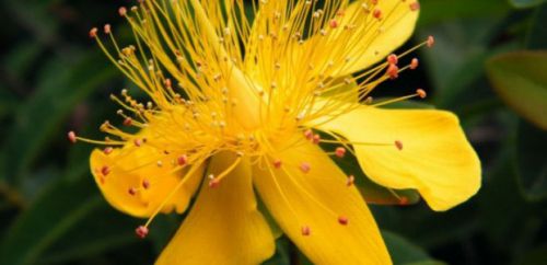 Цветок зверобоя