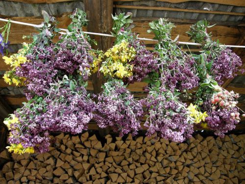 Зверобой и душица